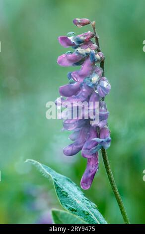 Vetch touffetée (Vicia cracca), Rhénanie du Nord-Westphalie, Allemagne Banque D'Images