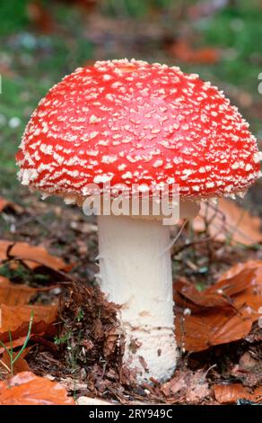 Champignon Amanita volant, agaric mouche (Amanita muscaria), Allemagne Banque D'Images