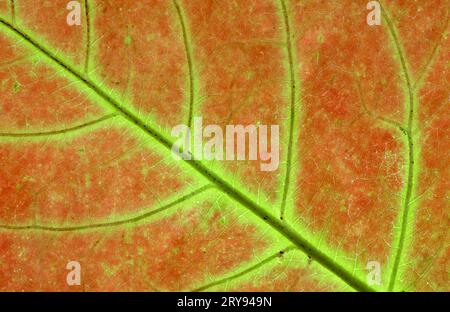 Détail de la feuille de Sycamore (Acer pseudoplatanus), Allemagne Banque D'Images