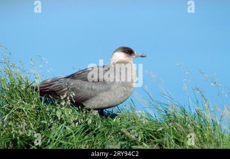 skua arctique (Stercorarius parasiticus), Lofoten, Norvège Banque D'Images