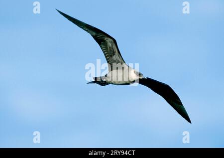 skua arctique (Stercorarius parasiticus), Lofoten, Norvège Banque D'Images