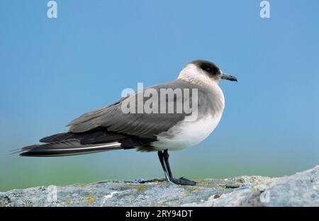 skua arctique (Stercorarius parasiticus), phase légère, Lofoten, page, Norvège Banque D'Images