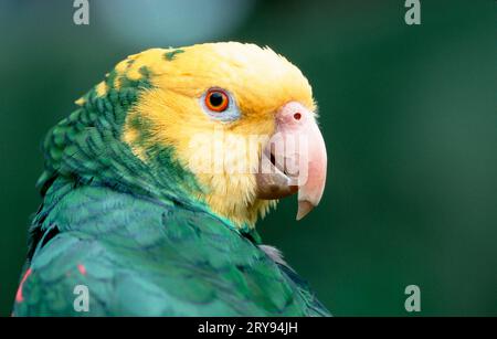 amazona à tête jaune double (Amazona ochrocephala oratrix), Amazonie de Levaillant, Amazonie mexicaine à tête jaune Banque D'Images