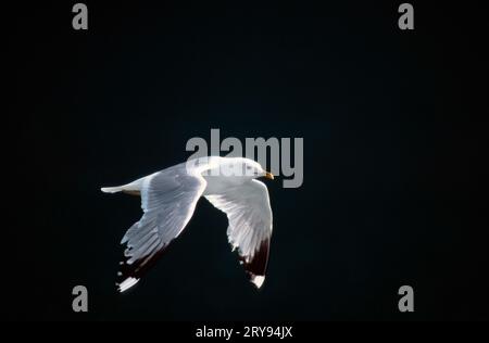 Mouette commune (Larus canus), Lofoten, Norvège Banque D'Images