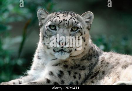 Léopard des neiges (Panthera unica) (Unica unica unica) Banque D'Images