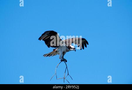 Osprey (Pandion haliaetus) avec matériel de nidification, île de Sanibel, Floride, États-Unis, Side Banque D'Images