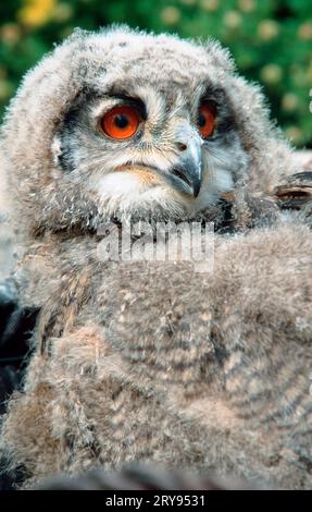 Hibou-aigle d'Eurasie (Bubo bubo), poussin Banque D'Images