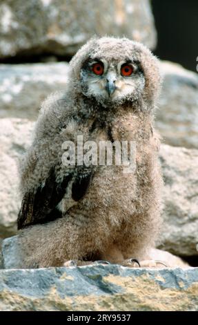 Hibou-aigle d'Eurasie (Bubo bubo), poussin Banque D'Images