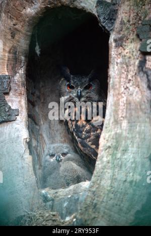 Hibou-aigle d'Eurasie (Bubo bubo) avec poussins Banque D'Images