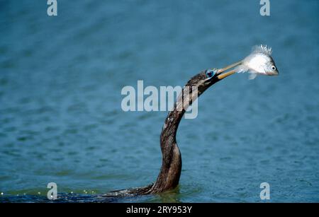 Dard américain (Anhinga anhinga) avec poissons, parc national des Everglades, Floride, États-Unis, anhinga avec poissons capturés, parc national des Everglades, Floride Banque D'Images