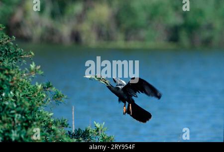 Dard américain (Anhinga anhinga) avec matériel de nidification, Venise du Sud, anhinga, USA Banque D'Images