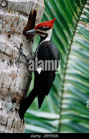 Pic à pileated (Dryocopus pileatus), île de Sanibel, Floride, États-Unis Banque D'Images