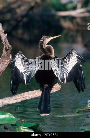 Darter américain (Anhinga anhinga), mâle, parc national des Everglades, Floride, États-Unis Banque D'Images