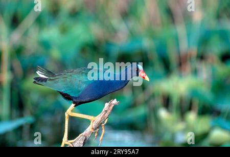 American Purple Gallinule, parc national des Everglades, Floride, États-Unis (Gallinula martinica) (Porphyrula martinica) (Porphyrio martinica), côté Banque D'Images