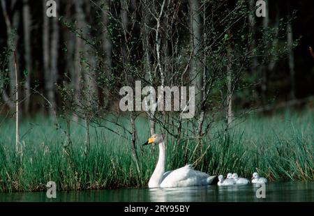 Whooper Swan avec poussins, Tiveden, Suède (Cyngus cygnus) Banque D'Images