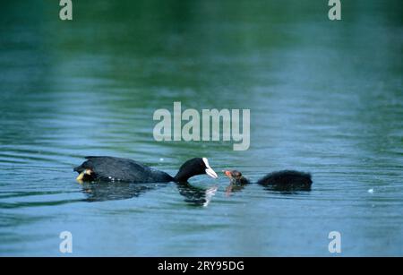 Coot (Fulica atra) nourrissant le poussin, Rhénanie du Nord-Westphalie, Allemagne, côté Banque D'Images