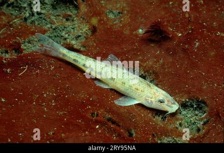 Gudgeon, étang forestier, Gruendling (Gobio gobio), Waldteich, Gruendling, Andere Tiere, autres animaux, Fische, poisson, Unterwasser, sous l'eau Banque D'Images