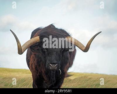 Taureau des hautes terres aux cheveux noirs avec un long nez mouillé toussé frange et de larges cornes pointues sur les landes en Cumbria, Angleterre, Royaume-Uni Banque D'Images