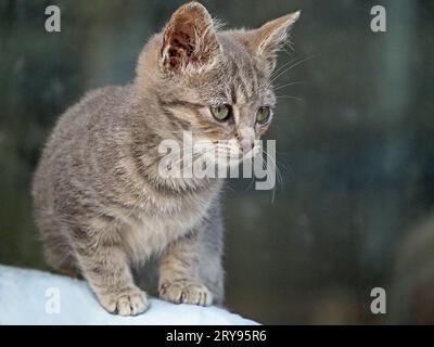 Portrait de mignon petit chaton gris avec de longues moustaches dans la cour de ferme, Cumbria, Angleterre, Royaume-Uni Banque D'Images