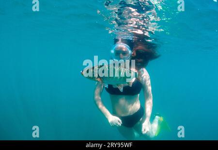 Plongeur et naseux, Baden-Wuerttemberg, snorkeler et naseux commun (Leuciscus leuciscus), étang de carrière, Baden-Wuerttemberg, Europe, autres animaux, autre Banque D'Images