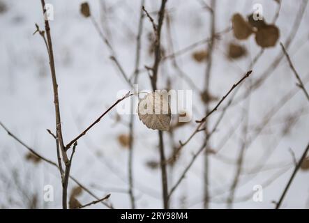 Une feuille préservée sur une branche d'arbre contre le fond d'autres branches et feuilles et un ciel couvert Banque D'Images