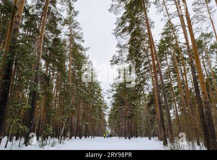 Les gens marchent à travers la forêt de pins d'hiver parmi les pins alli Banque D'Images