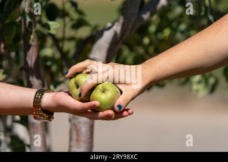 La main d'une femme cherche les fruits qu'elle a cueillis. Banque D'Images