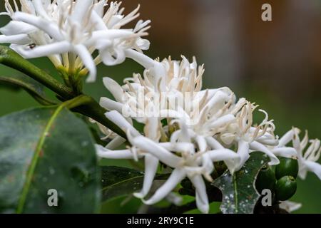 café à la période de floraison, amazonie péruvienne. Banque D'Images