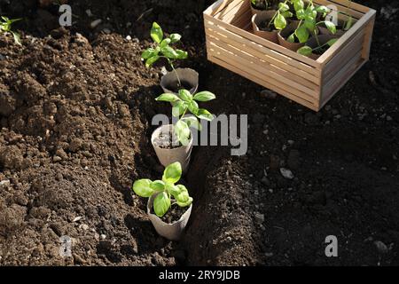 Belles semis dans des pots de tourbe sur le sol à l'extérieur Banque D'Images