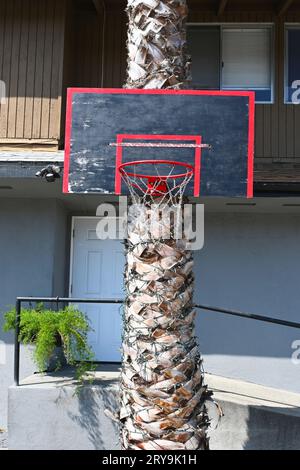 FULLERTON, CALIFORNIE - 12 SEPTEMBRE 2023 : basket-ball accroché à un palmier sur Library Lane. Banque D'Images