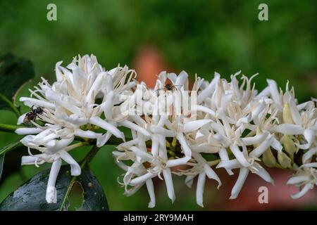 café à la période de floraison, amazonie péruvienne. Banque D'Images