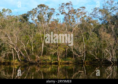 Arbres et végétation sur la rive de la rivière Blackwood avec des reflets dans l'eau à Alexandra Bridge dans le sud-ouest de l'Australie occidentale. Banque D'Images