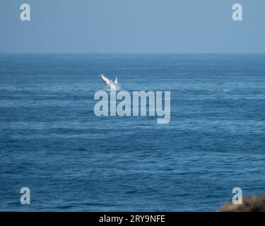 Une baleine à bosse s'échappant lors de son passage sur la côte de Coffs Harbour pendant la migration vers le sud, Australie Banque D'Images