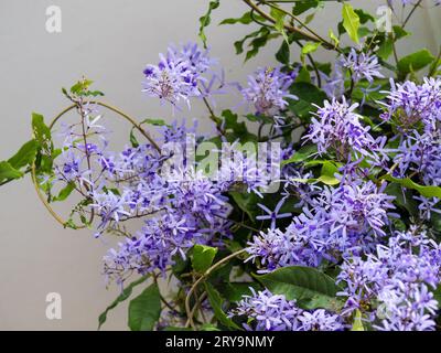 Papier de verre Vine, Petrea Volubilis, faux Wisteria en glorieuse floraison violette, fleurs abondantes Banque D'Images