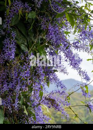 Vin de papier de verre, Petrea Volubilis, faux Wisteria en glorieuse floraison violette, fleurs abondantes, beau paysage australien derrière Banque D'Images