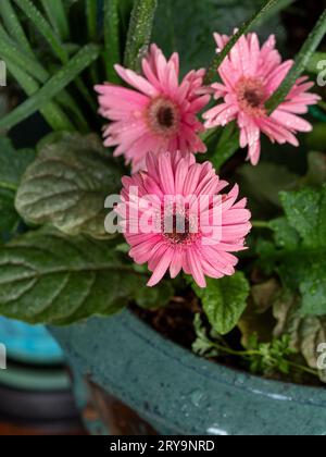 Trois fleurs roses de Gerbera Daisy dans un pot en céramique, jardin australien de Potplant Banque D'Images