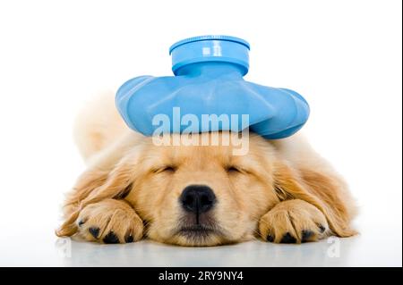 Sous le temps mignon chiot Golden Retriever de 8 semaines avec un sac de glace bleu sur sa tête alors qu'elle est couchée sur un fond blanc dormant. Missy. Banque D'Images