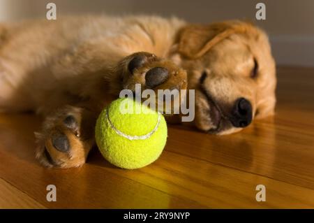 Chiot Golden Retriever de 12 semaines endormi avec une balle de tennis sous sa patte sur un plancher de bois franc Banque D'Images