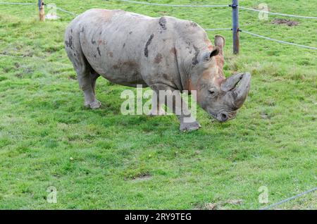 Rhinocéros blanc en captivité. Québec, Canada Banque D'Images