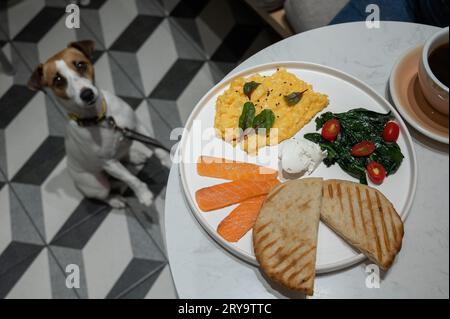 Jack Russell Terrier mendiant dans un café accueillant les chiens. Œufs brouillés saumon et toast sur une assiette. Banque D'Images