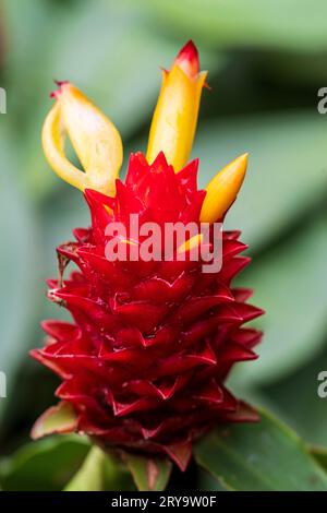 Costus comosus (gingembre de la tour rouge) Banque D'Images