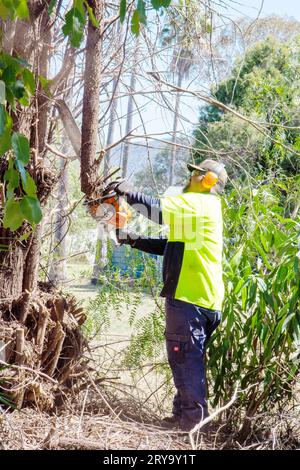 Homme utilisant une tronçonneuse pour couper les branches au milieu des sous-bois emmêlés, Banque D'Images