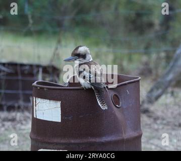 Kookaburra, assis sur un vieux baril de pétrole, à regarder un peu de skink ou un insecte sans méfiance pour devenir son dîner. Grand bec puissant. Plumage attrayant. Banque D'Images