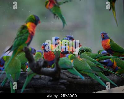 Rainbow Lorikeets se nourrissant à un poste d'alimentation fait par l'homme à Cania gorge Queensland Australie, des oiseaux aux couleurs vives et fougueux en vert, orange et bleu Banque D'Images