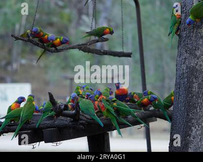 Rainbow Lorikeets se nourrissant à un poste d'alimentation fait par l'homme à Cania gorge Queensland Australie, des oiseaux aux couleurs vives et fougueux en vert, orange et bleu Banque D'Images