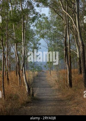 Cania gorge, passerelle dans le broussailles Banque D'Images