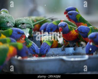 Rainbow Lorikeets se nourrissant à un poste d'alimentation fait par l'homme à Cania gorge Queensland Australie, des oiseaux aux couleurs vives et fougueux en vert, orange et bleu Banque D'Images