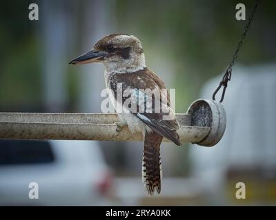 Kookaburra, assis sur une mangeoire, à regarder un peu de skink ou un insecte sans méfiance pour devenir son dîner. Grand bec puissant. Plumage attrayant. Banque D'Images