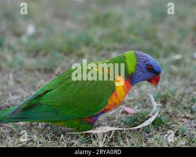 Rainbow Lorikeets se nourrissant à un poste d'alimentation fait par l'homme à Cania gorge Queensland Australie, des oiseaux aux couleurs vives et fougueux en vert, orange et bleu Banque D'Images