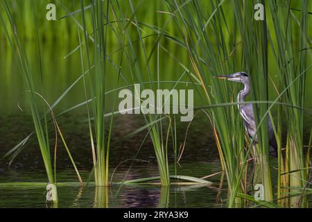Un héron gris (Ardea cinerea) chasse en roseaux dans le parc Izumi no Mori, Kanagawa, Japon. Banque D'Images